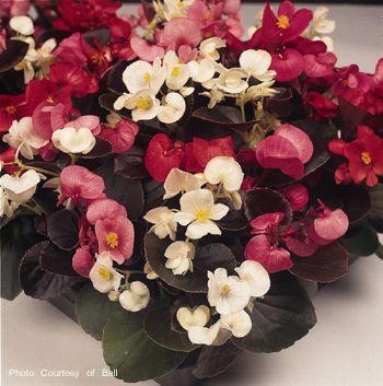 B. ‘Harmony Mix’